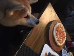 百好乐比萨-百好乐宠物友好餐厅(朝外大街店)