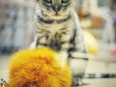 -momokira米努特·德文卷毛猫·棉花面纱犬
