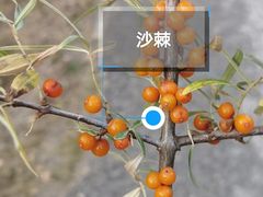 -苏木山森林公园