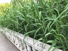 -龚家花园农家乐休闲别墅
