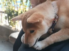 -柴犬高等学院·狗咖·柴犬售卖·宠物训练