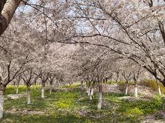 -古柏渡丰乐樱花园