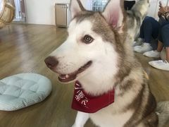 -Husky Go! 哈士奇体验馆·宠物咖啡厅狗咖