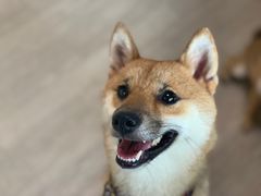 -柴犬高等学院·狗咖·柴犬售卖·宠物训练