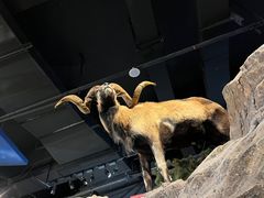 -陕西自然博物馆