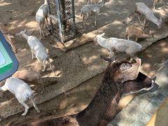 -石家庄市动物园