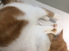 -飞行喵MR PILOT|猫舍·猫咖(静安大融城店)