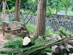 -都江堰中华大熊猫苑