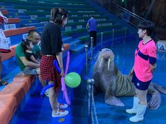 -烟台海昌鲸鲨海洋公园