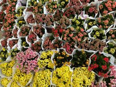 -循礼门鲜花花市(武汉循礼门店)