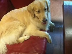 -百好乐宠物友好餐厅(朝外大街店)