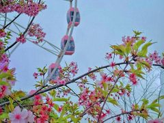 -顾村公园