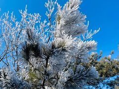 -鲁山国家森林公园