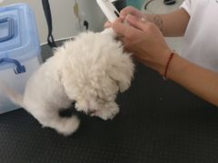 -BABYDOG宝贝狗宠物乐园(欧洲城店)