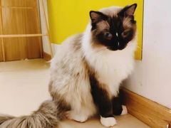 -猫在这儿猫咪咖啡馆·撸猫馆