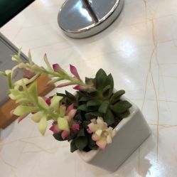 -欧扬医疗美容