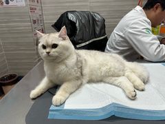-瑞派名望志远动物医院·猫科·內科·异宠专科(直港大道店)
