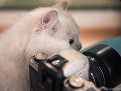 -猫在这儿猫咪咖啡馆·撸猫馆