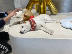 -柴务处·柴犬主题狗咖