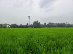 -桤木河湿地公园