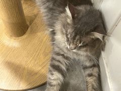 -楼上猫咖(罗湖店)