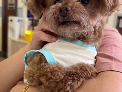 -美联众合动物医院·24h转诊中心