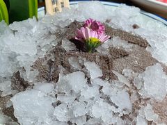 -九鼎轩脆毛肚火锅(三钢里店)