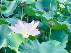 -莲池书院博物馆