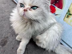 -鸣鹤古镇