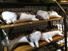 -猫咪博物馆(顶澳仔猫街店)