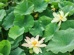 -莲花池公园