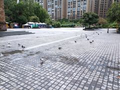 -成都南湖公园