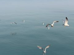 -悦海公园
