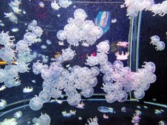 -太平洋海底世界