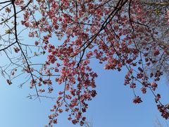 -武汉大学-樱园