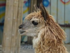 -杭州野生动物世界