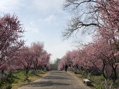 -上海海湾国家森林公园