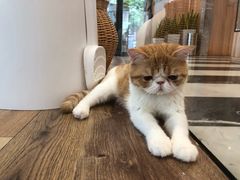 -袖虎·猫馆(体育西路店)