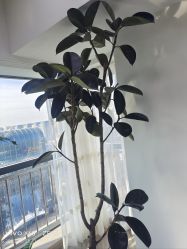 -HEYAN荷妍专业脱毛连锁机构