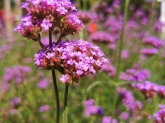 -黑龙江省森林植物园