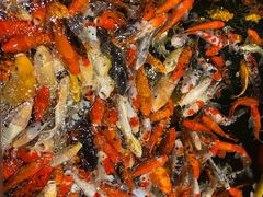 -龙悦湾酒家·八阵鱼生·渔人码头店