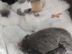 -纳吉亚猫专科动物医院博雅分院