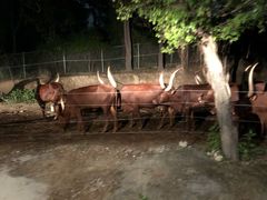 -清迈夜间动物园