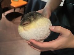 -肆月河豚·淮扬菜·湘菜(华天店)