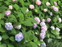 -西湖外事游船(花港观鱼码头)