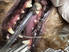 -博特宠物医院24h犬猫全科.骨科·异宠