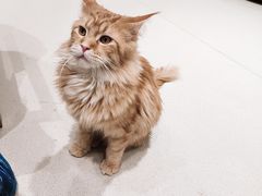 -藏猫猫咖啡主题馆(中央大道店)