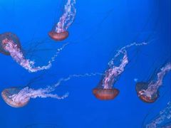-大连老虎滩海洋公园