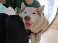 -Husky Go! 哈士奇体验馆·宠物咖啡厅狗咖