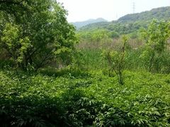 android_upload_pic-西湖风景区-江洋畈生态公园